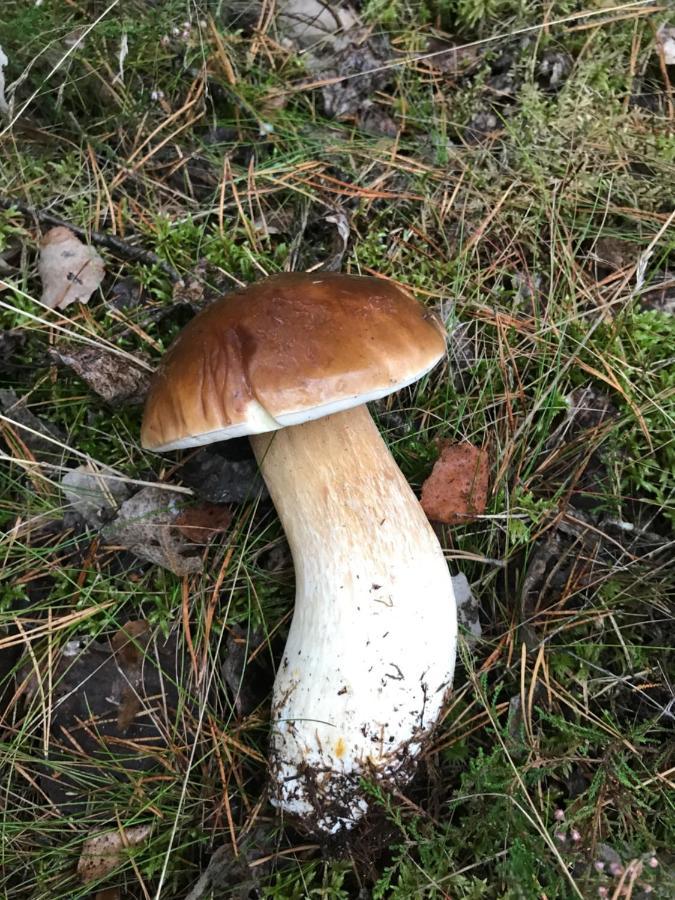 Domek Borsk Eksteriør billede