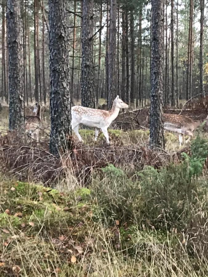 Domek Borsk Eksteriør billede