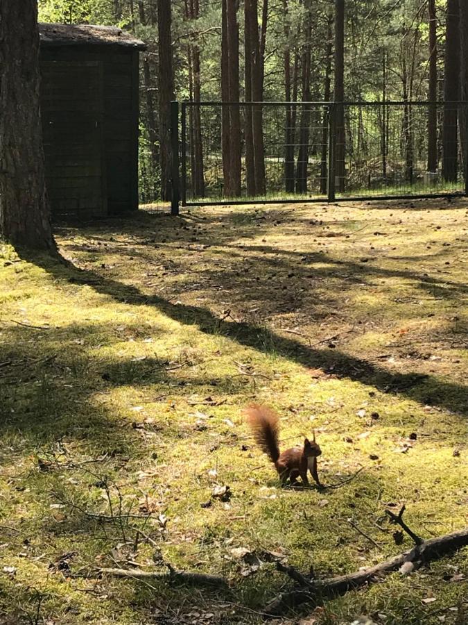 Domek Borsk Eksteriør billede